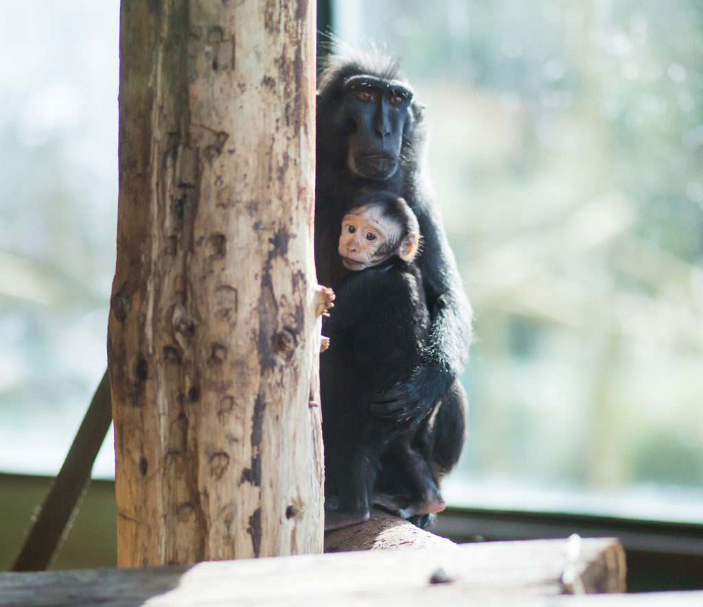 Sulawesi Crested Black Macaque parent
