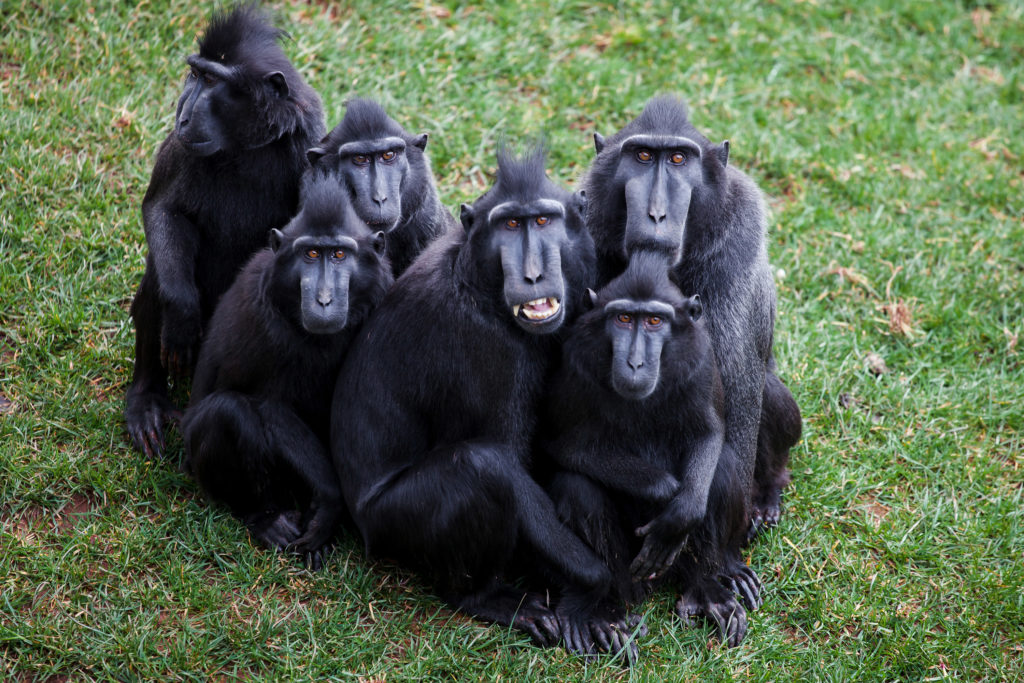 Sulawesi Crested Macaque group